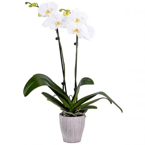 White Orchid Plants