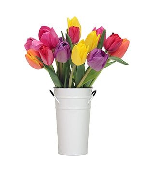 Emirates Flowers - Tulip